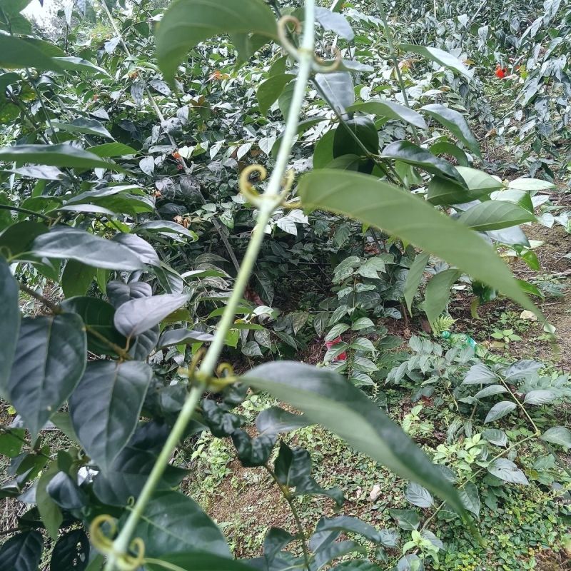 钩藤苗钩藤种苗金钩苗