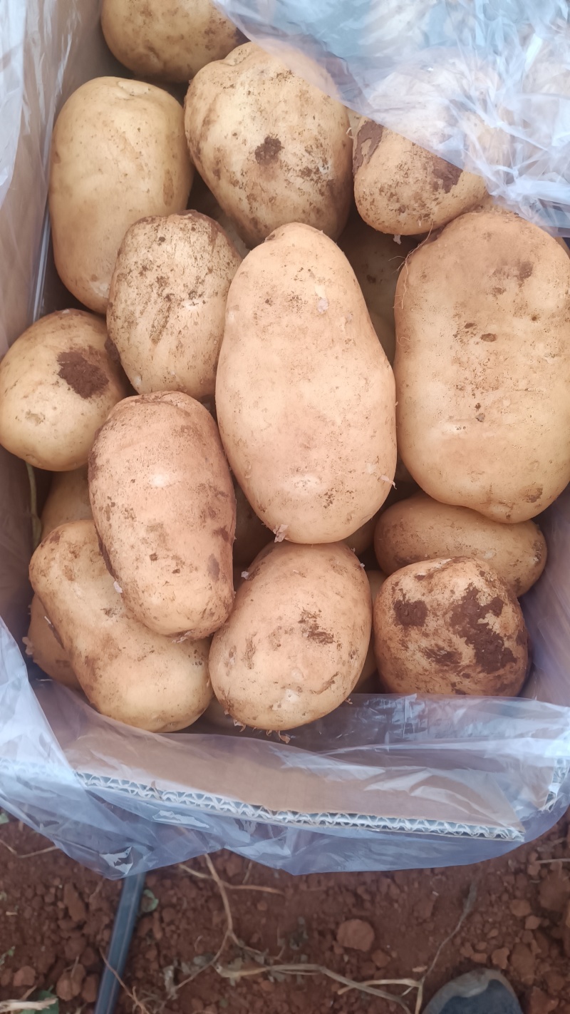 土豆沃土5号