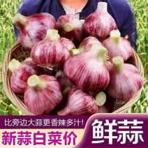 紫皮蒜蒜头独蒜拌蒜产地看货论价保质保量
