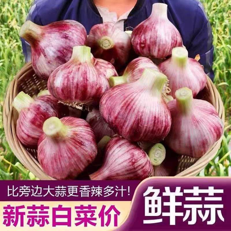 紫皮蒜蒜头独蒜拌蒜产地看货论价保质保量