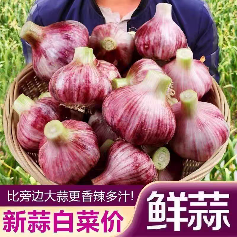 紫皮蒜蒜头独蒜拌蒜产地看货论价保质保量
