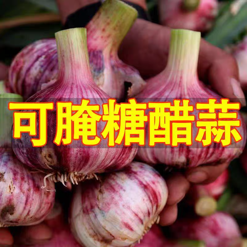 紫皮蒜蒜头独蒜拌蒜产地看货论价保质保量