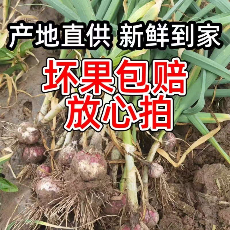 紫皮蒜蒜头独蒜拌蒜产地看货论价保质保量