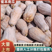 蜜本南瓜基地直供诚信经营价格优惠全货发货