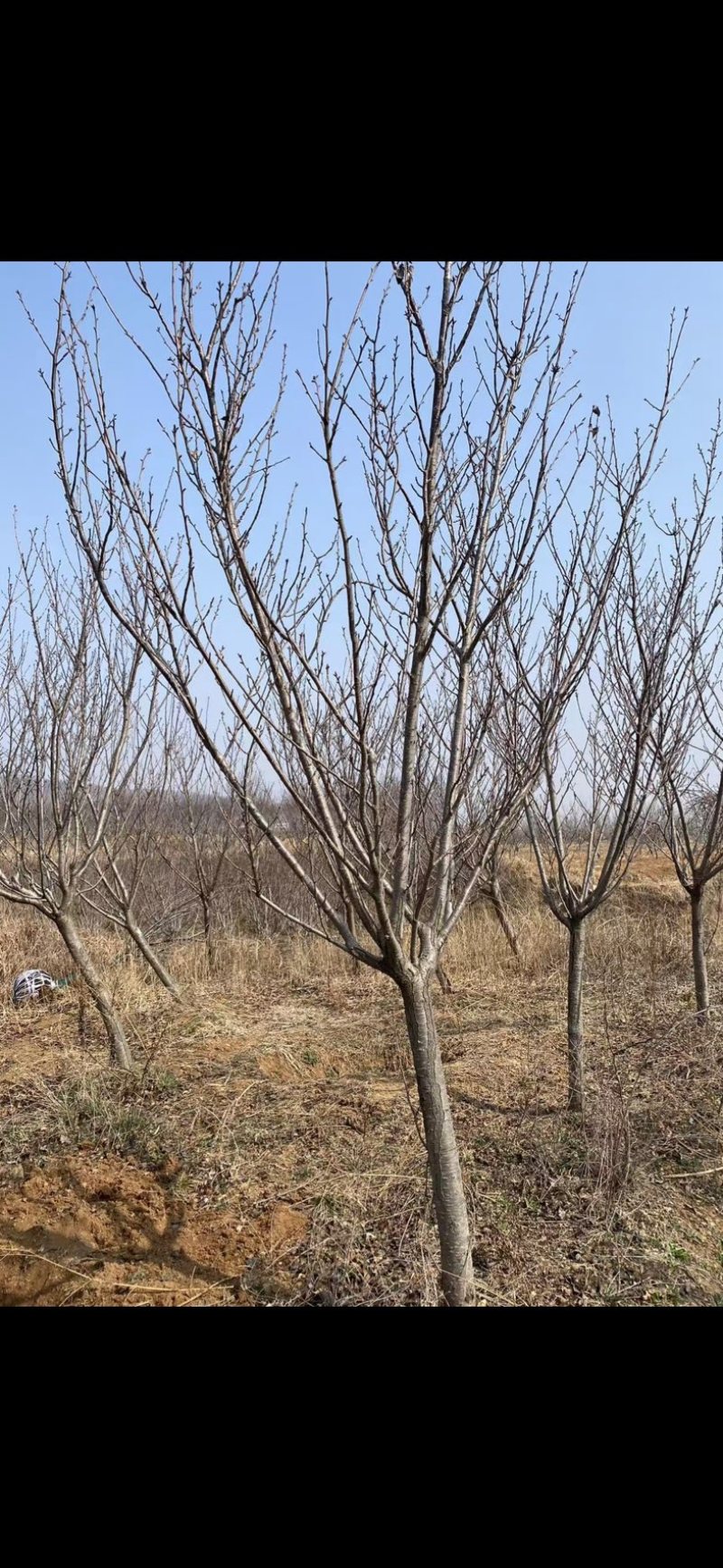 6公分一级榆叶梅65装车货源潍坊