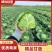【湖北甘蓝】质量保证，价格不高，产地一手货源！