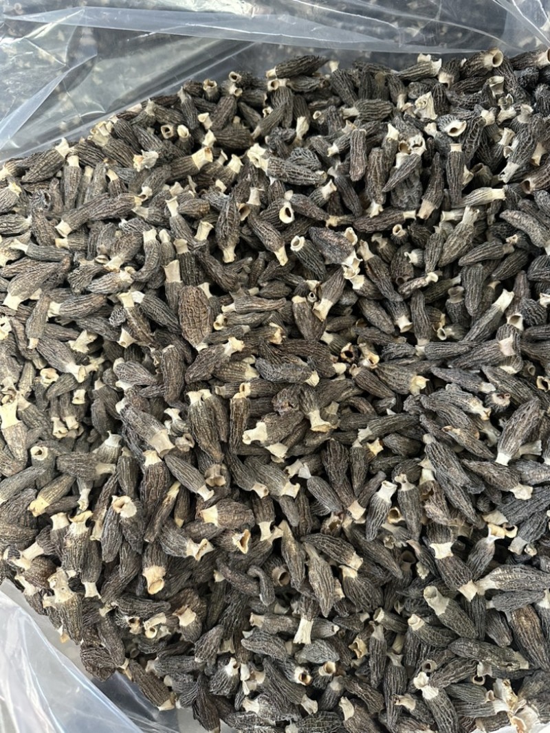 羊肚菌六妹3-5