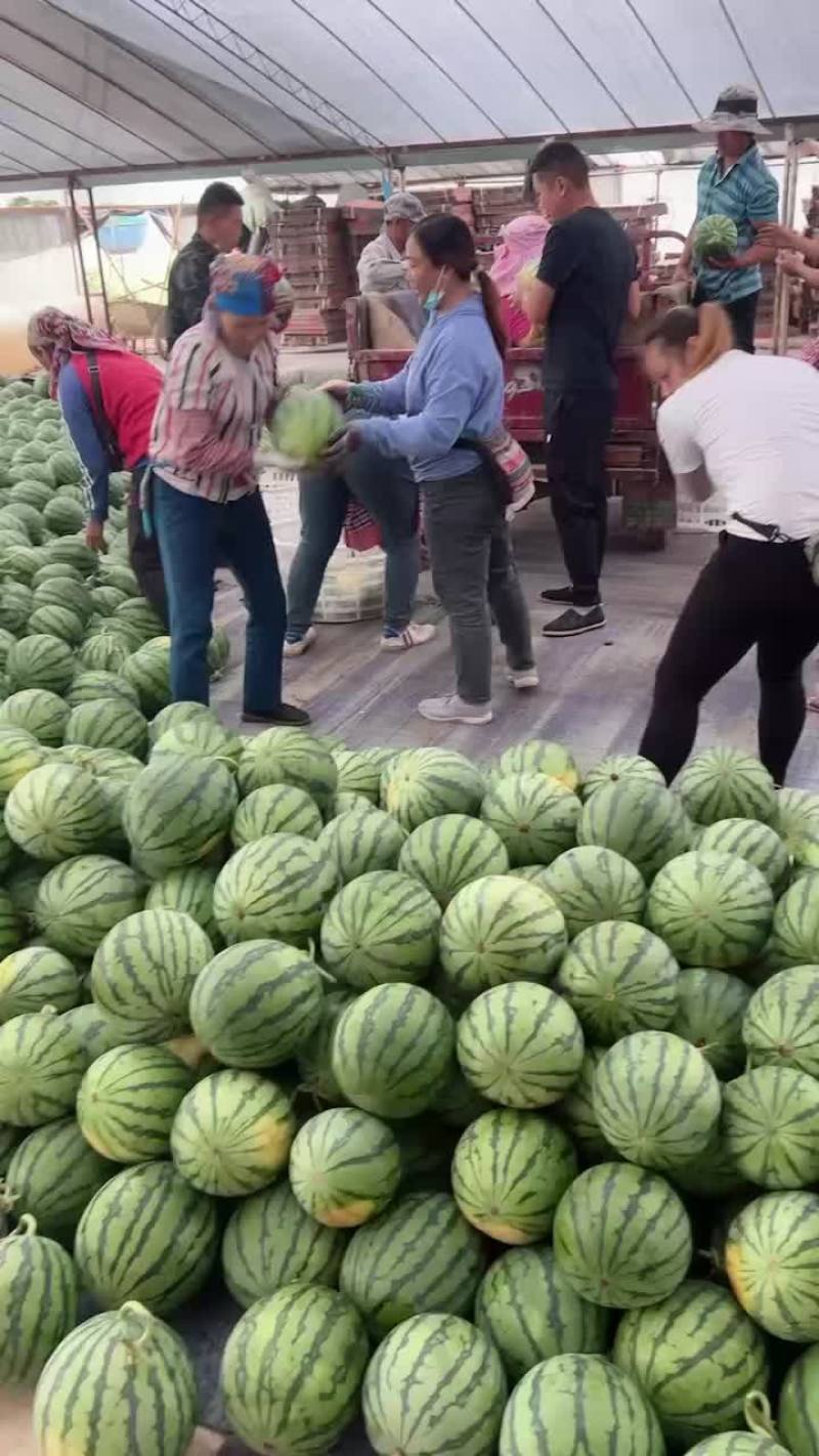 《热卖》云南无籽美都西瓜大量上市基地直发保质保量一条龙服