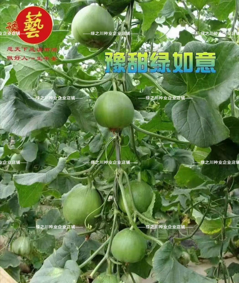 豫甜绿如意甜瓜种子绿肉绿皮薄皮甜瓜种籽绿宝甜瓜种子抗裂