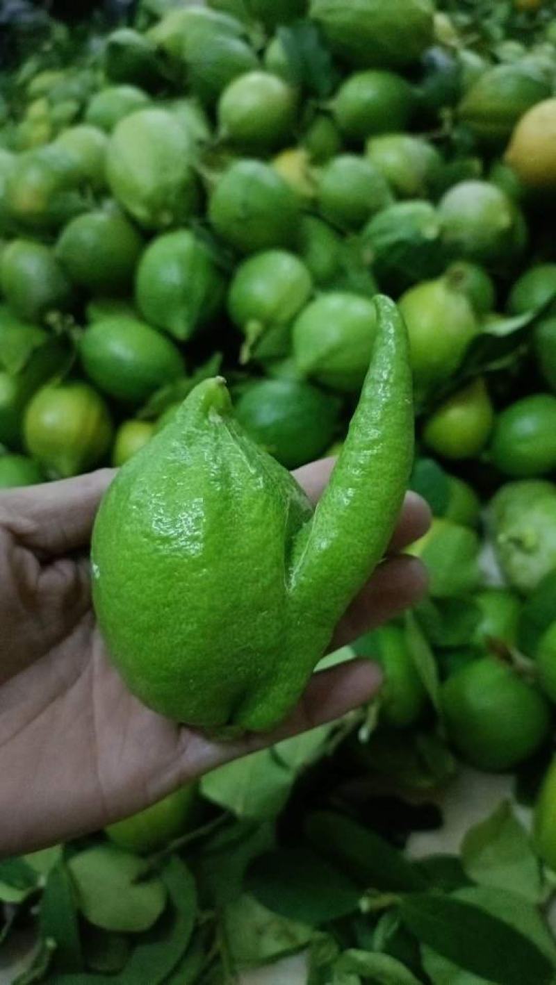 广东无籽香水柠檬