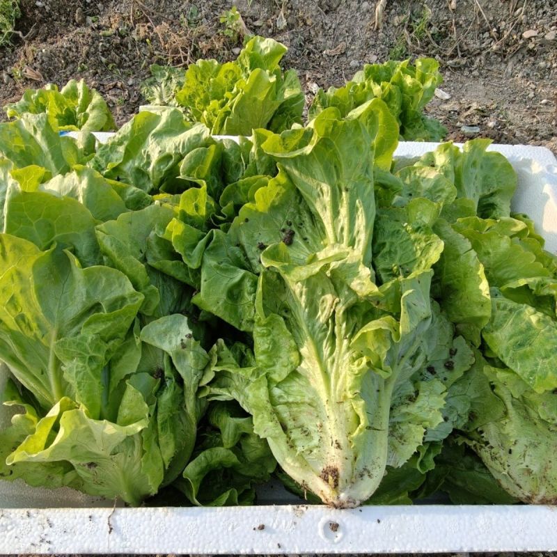 意泰利生菜种子欧兰德意大利生菜种籽耐热耐寒耐湿美味
