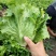 意泰利生菜种子欧兰德意大利生菜种籽耐热耐寒耐湿美味