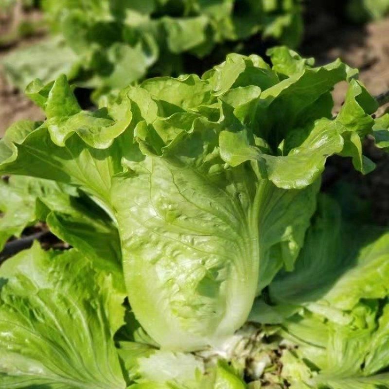 意泰利生菜种子欧兰德意大利生菜种籽耐热耐寒耐湿美味