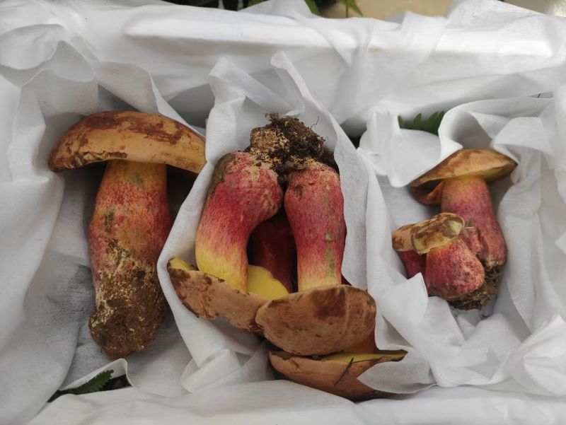 云南野生菌，预售有兴趣的可以私