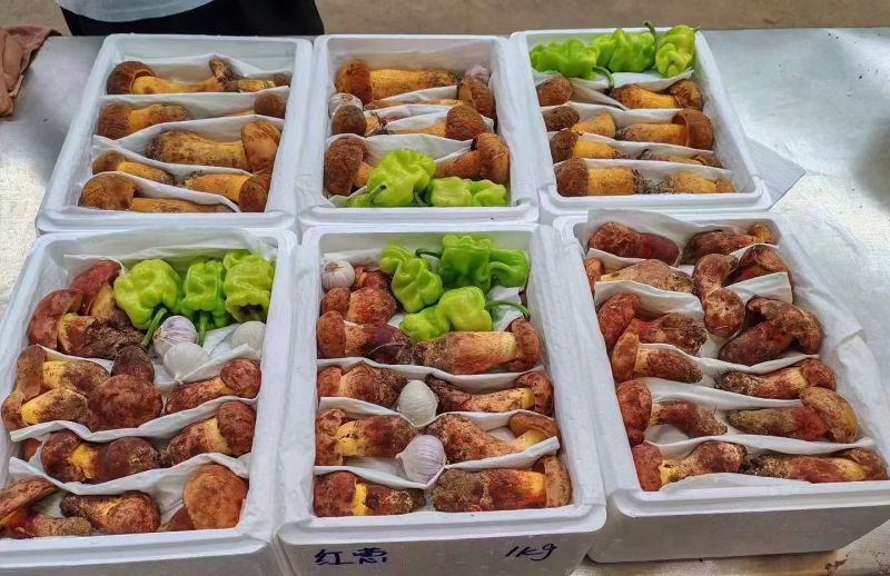 云南野生菌，预售有兴趣的可以私