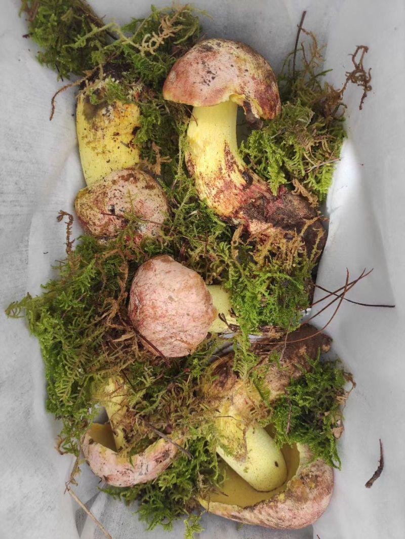 云南野生菌，预售有兴趣的可以私