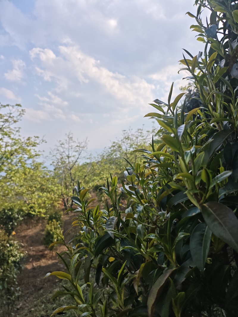 普洱茶（干茶叶，新鲜茶叶，家茶，野生茶叶）