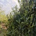普洱茶(干茶叶,新鲜茶叶,家茶,野生茶叶)
