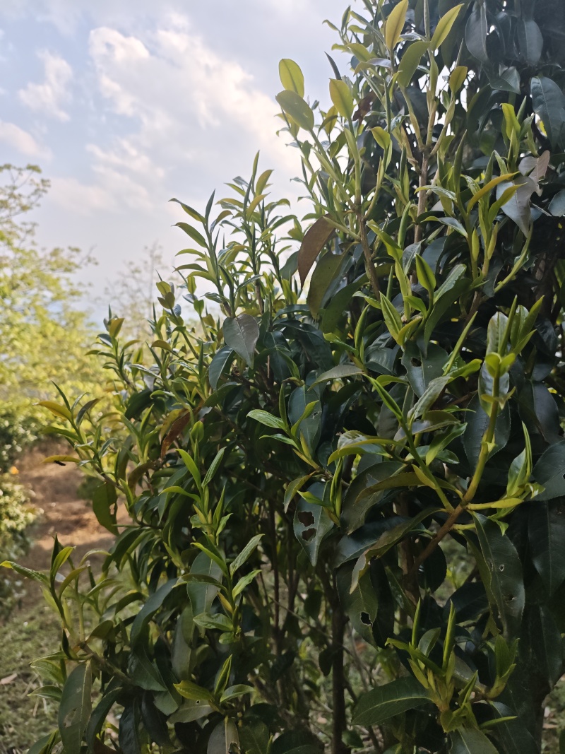 普洱茶（干茶叶，新鲜茶叶，家茶，野生茶叶）