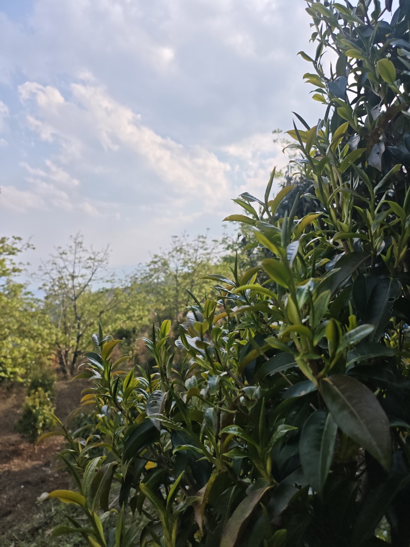 普洱茶（干茶叶，新鲜茶叶，家茶，野生茶叶）