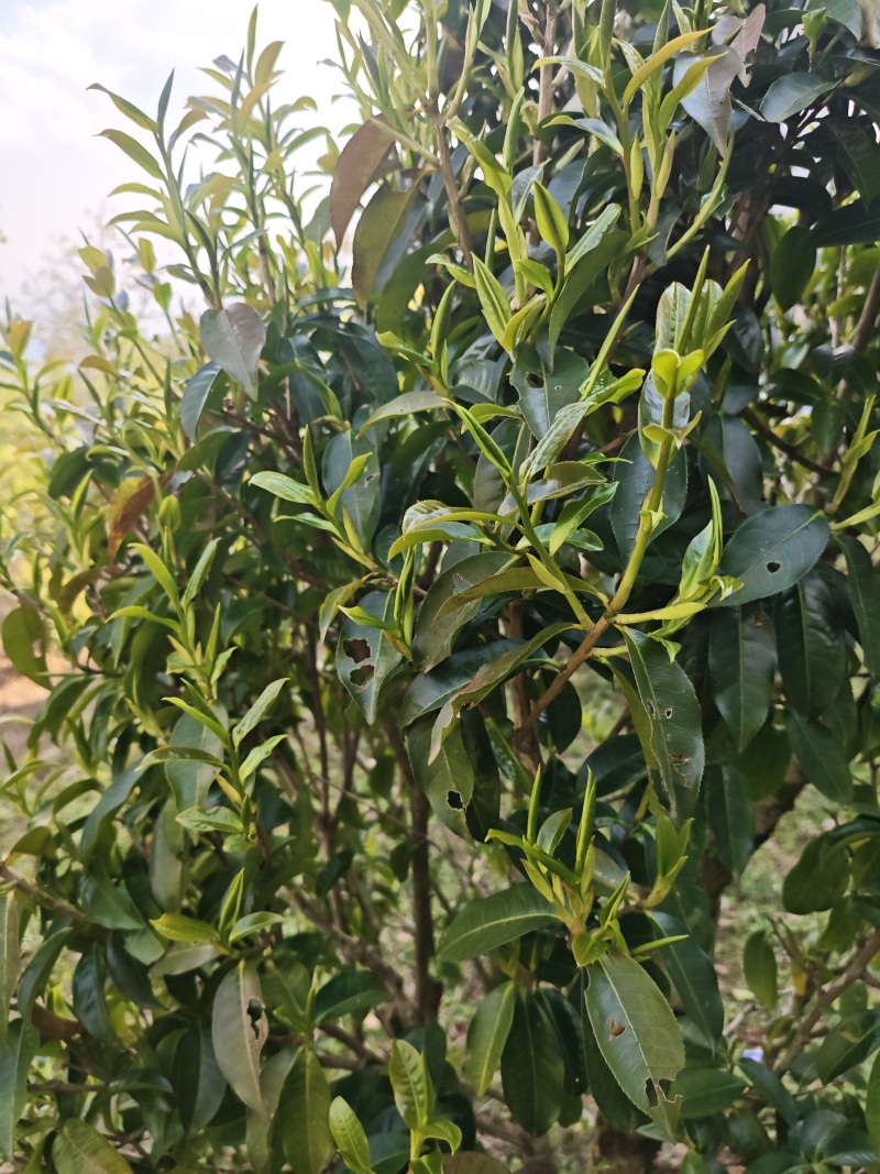 普洱茶（干茶叶，新鲜茶叶，家茶，野生茶叶）