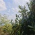 普洱茶(干茶叶,新鲜茶叶,家茶,野生茶叶)