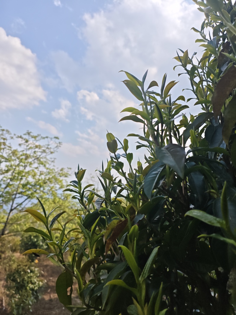 普洱茶（干茶叶，新鲜茶叶，家茶，野生茶叶）