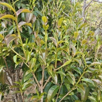 普洱茶（干茶叶，新鲜茶叶，家茶，野生茶叶）