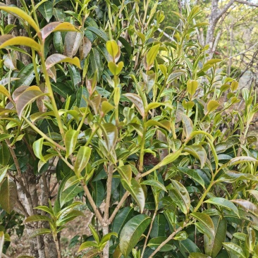 普洱茶(干茶叶,新鲜茶叶,家茶,野生茶叶)