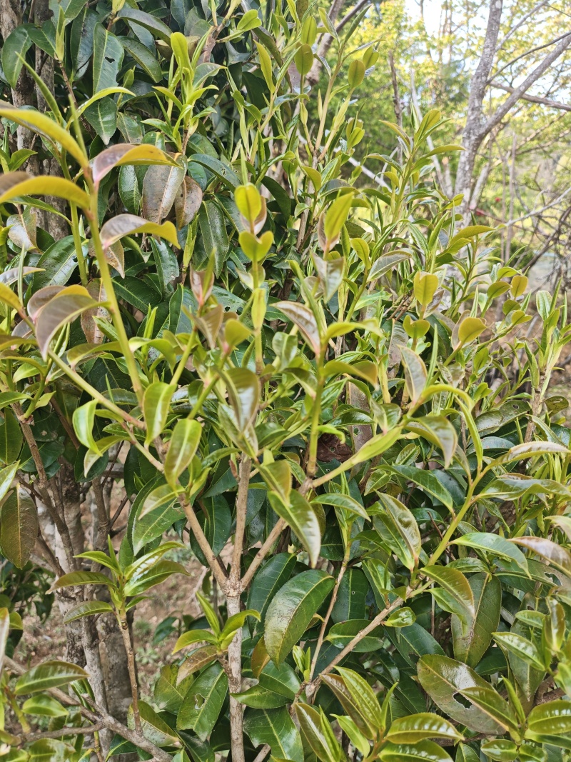 普洱茶（干茶叶，新鲜茶叶，家茶，野生茶叶）