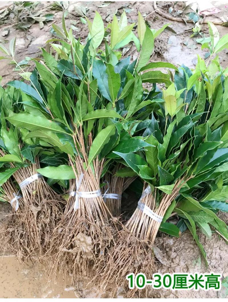 可食用正宗桂花八月盆栽庭院室内桂花树浓香型四季花卉绿植好