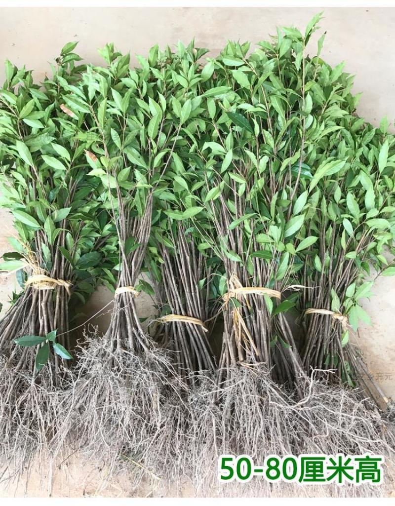 可食用正宗桂花八月盆栽庭院室内桂花树浓香型四季花卉绿植好