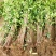 可食用正宗桂花八月盆栽庭院室内桂花树浓香型四季花卉绿植好