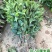 可食用正宗桂花八月盆栽庭院室内桂花树浓香型四季花卉绿植好