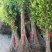 可食用正宗桂花八月盆栽庭院室内桂花树浓香型四季花卉绿植好