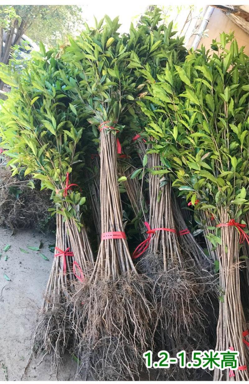 可食用正宗桂花八月盆栽庭院室内桂花树浓香型四季花卉绿植好
