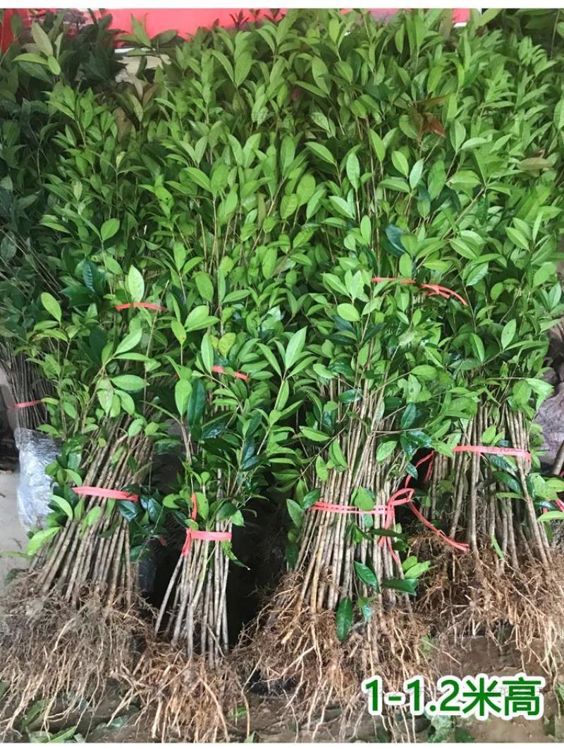可食用正宗桂花八月盆栽庭院室内桂花树浓香型四季花卉绿植好