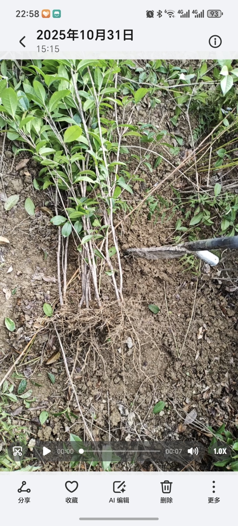 可食用正宗桂花八月盆栽庭院室内桂花树浓香型四季花卉绿植好