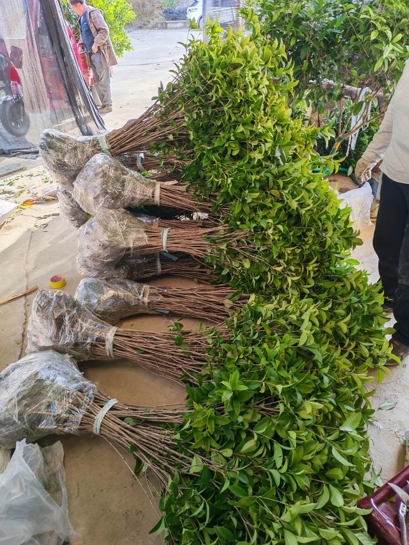 可食用正宗桂花八月盆栽庭院室内桂花树浓香型四季花卉绿植好