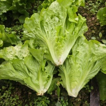 意大利生菜种子生吃脆甜生菜耐热耐寒耐抽苔阳台盆栽四季蔬菜