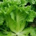 意大利生菜种子生吃脆甜生菜耐热耐寒耐抽苔阳台盆栽四季蔬菜