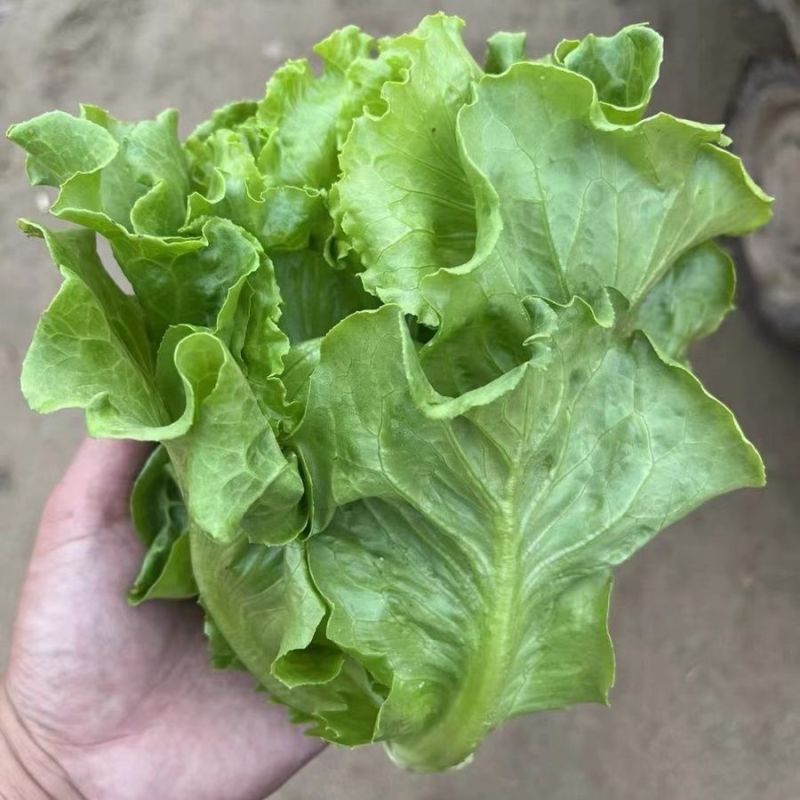 意大利生菜种子生吃脆甜生菜耐热耐寒耐抽苔阳台盆栽四季蔬菜