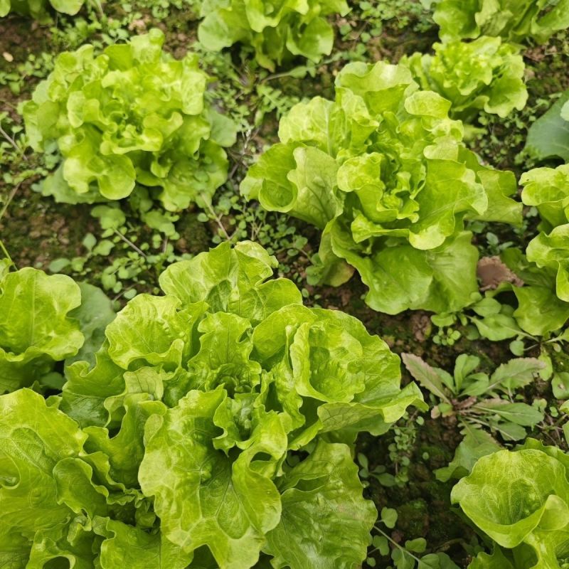 意大利生菜种子生吃脆甜生菜耐热耐寒耐抽苔阳台盆栽四季蔬菜