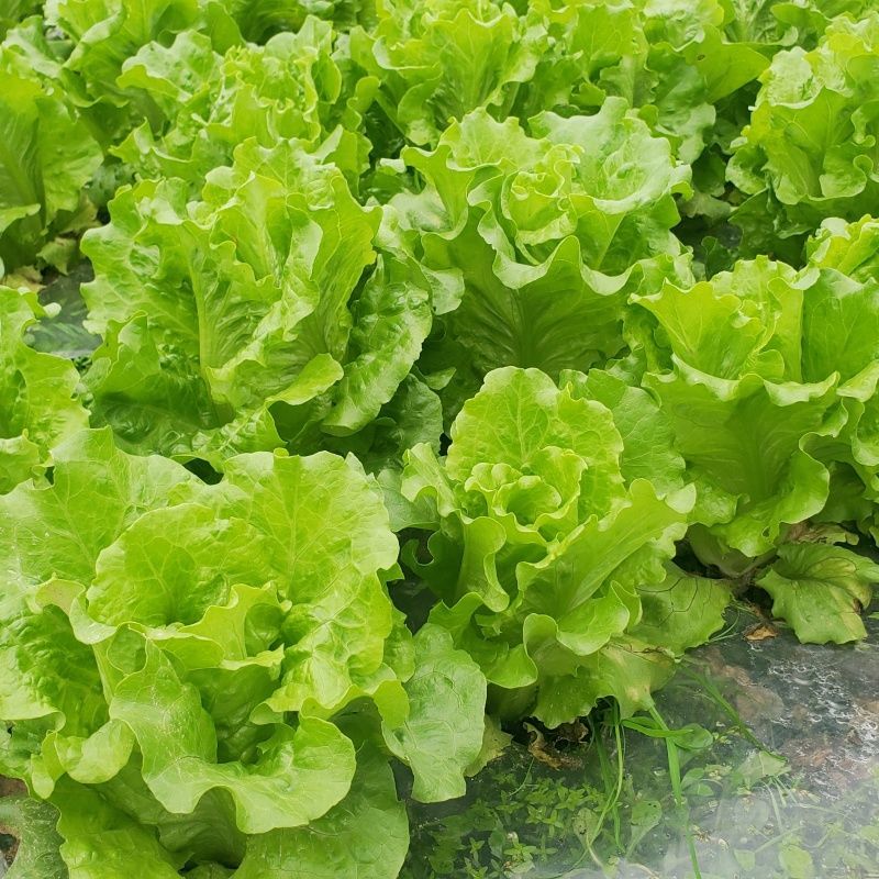 意大利生菜种子生吃脆甜生菜耐热耐寒耐抽苔阳台盆栽四季蔬菜