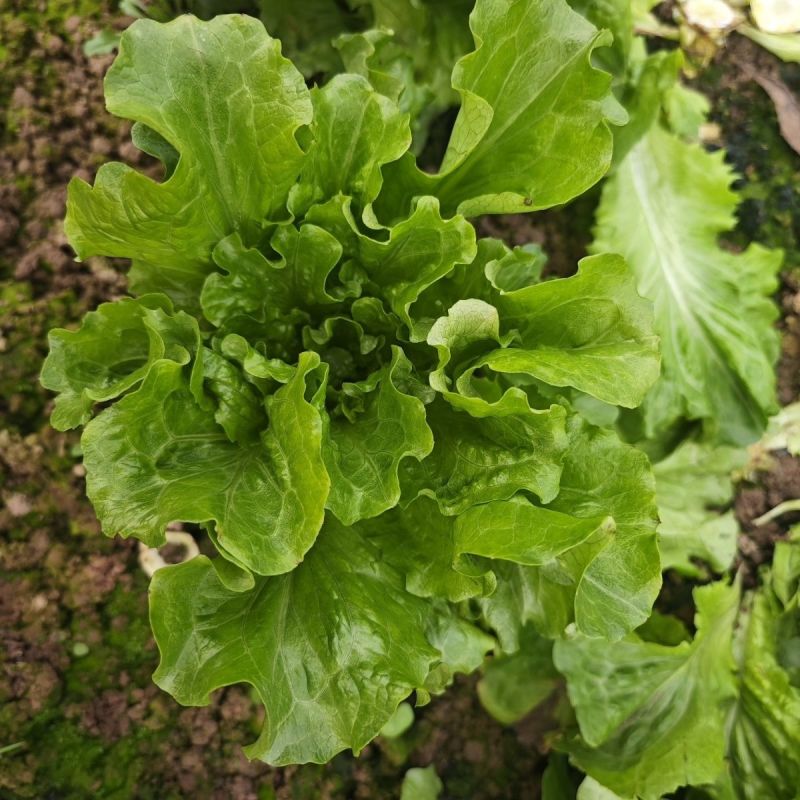 意大利生菜种子生吃脆甜生菜耐热耐寒耐抽苔阳台盆栽四季蔬菜