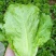 意大利生菜种子生吃脆甜生菜耐热耐寒耐抽苔阳台盆栽四季蔬菜
