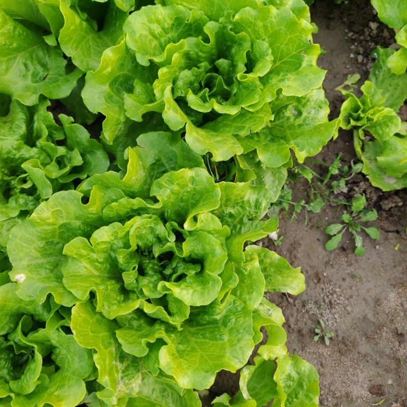 意大利生菜种子生吃脆甜生菜耐热耐寒耐抽苔阳台盆栽四季蔬菜