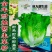 意大利生菜种子生吃脆甜生菜耐热耐寒耐抽苔阳台盆栽四季蔬菜
