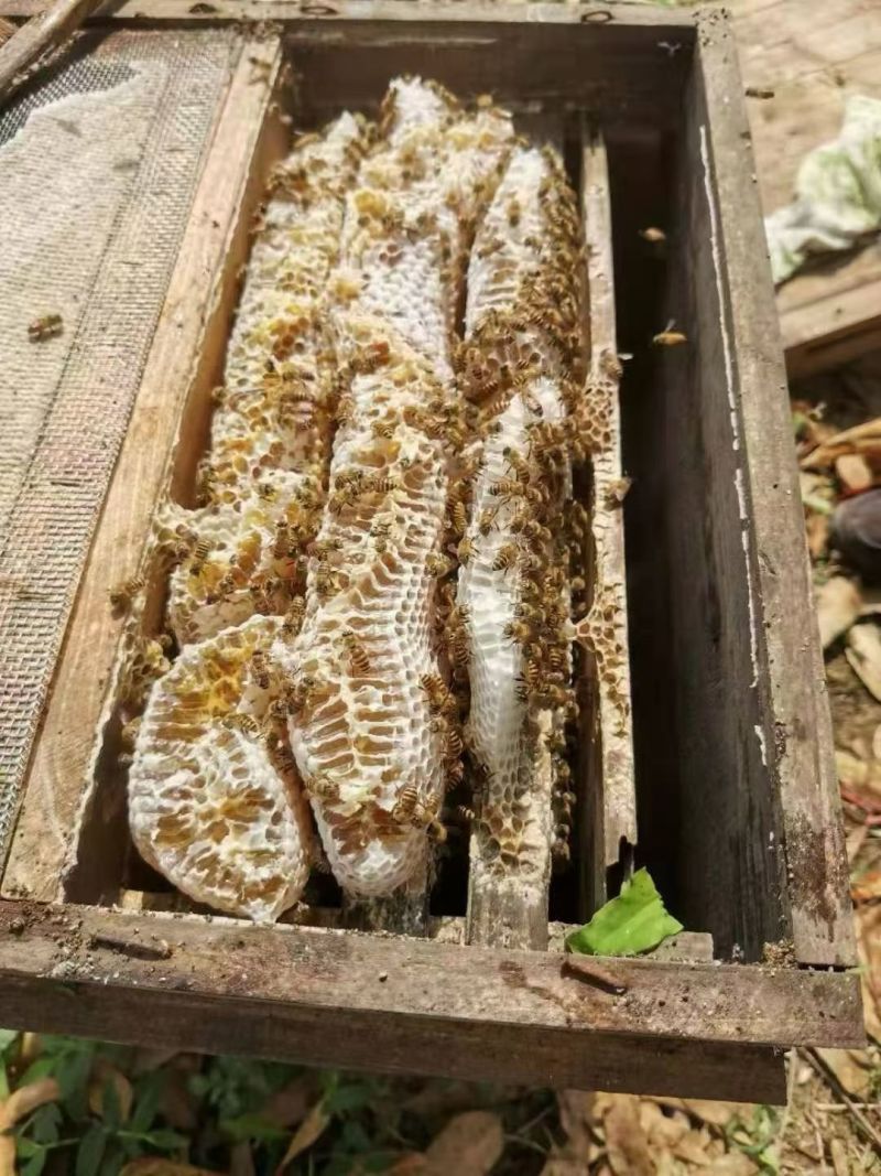 土蜂蜜
