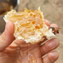 土蜂蜜